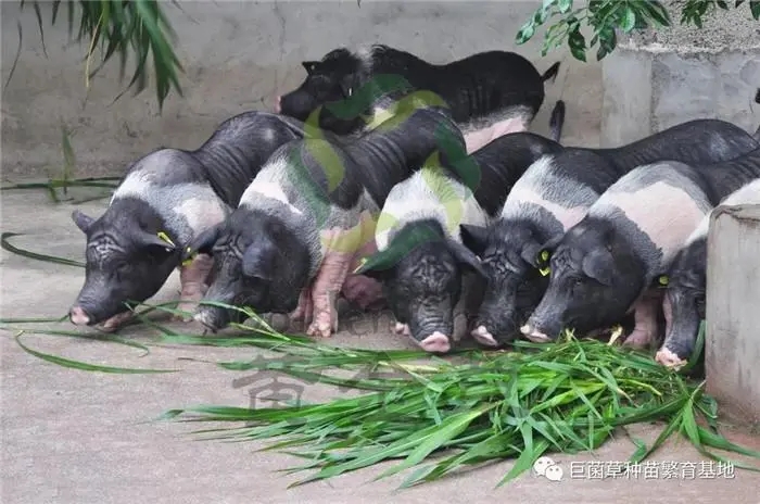 隨州飼料企業(yè)為什么必須建立自己的實(shí)驗(yàn)室？